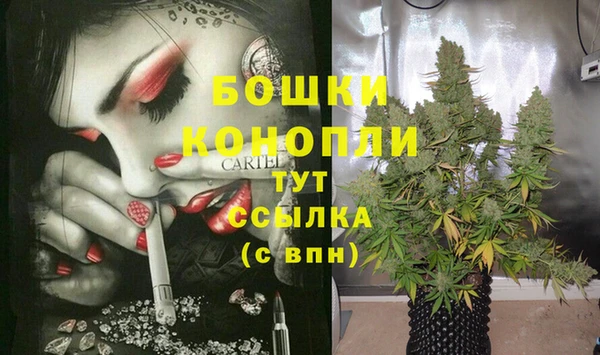 прущие грибы Каменногорск